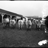 Cows at the New England Fair