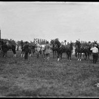 Horses at the New England Fair