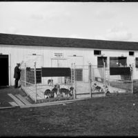 Dog kennel at the New England Fair